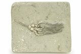Fossil Crinoid (Cyathocrinites) - Crawfordsville, Indiana #263080-1